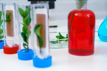 Microscope and young plant in science test tube , lab research biochemistry , biotechnology concept - 496375907