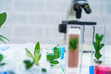 Microscope and young plant in science test tube , lab research biochemistry , biotechnology concept - 496375908