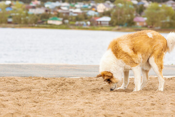 an old red dog digs in the sand and sniffs