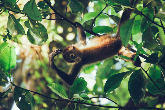 A Juvenile Central American Spider Monkey Swinging On A Branch