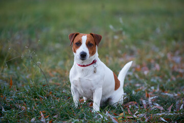 jack russell terrier puppy in a grass