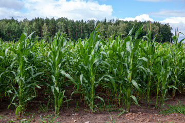 young green corn in the summer