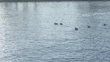 Silhuette of ducks swimming in winter river with glare from the sun. Ducks swimming on river abstract ripple reflection.