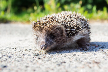 hedgehog on the ground