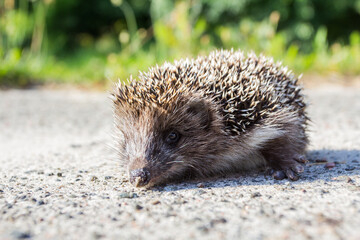little hedgehog on the road