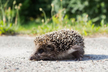 little hedgehog on the road