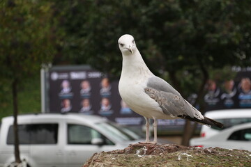 In Istanbul, the seagulls that people feed with street bagels become friends with people. selective focus