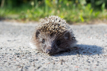 little hedgehog on the road