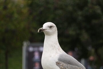 In Istanbul, the seagulls that people feed with street bagels become friends with people. selective focus