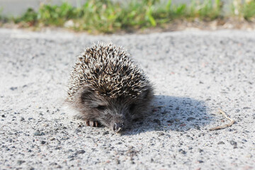 little hedgehog on the road