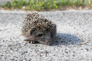 little hedgehog on the road
