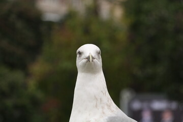 In Istanbul, the seagulls that people feed with street bagels become friends with people. selective focus