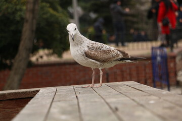 In Istanbul, the seagulls that people feed with street bagels become friends with people. selective focus