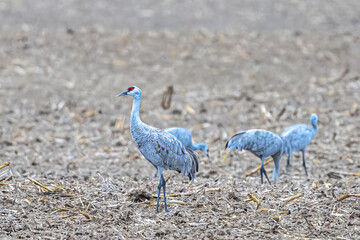 Sandhill Cranes (Antigone canadensis) Feeding on Fields