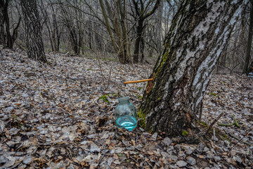 Collection of birch juice with a glass bottle .