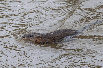 Obraz premium Muskrat (Ondatra zibethicus) Swimming in a River