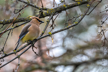 Perching Cedar Waxwing (Bombycilla cedrorum)