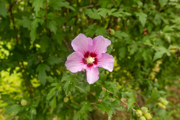 Closeup of a blooming pink flower.