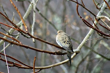 Morning Dove in the Hudson Valley NY.