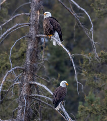 Pair of Bald Eagles