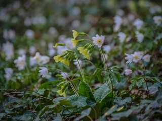 Schlüsselblumen im Wald