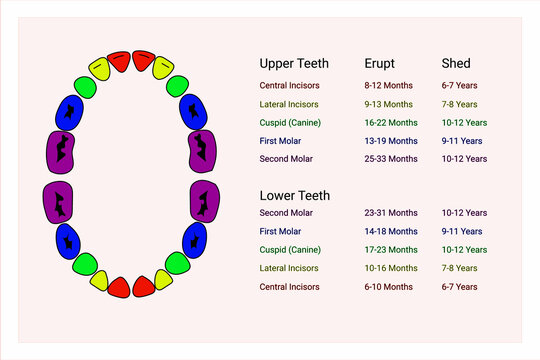 Primary Teeth Chart. Schedule of Baby Teeth Eruption. Primary teeth, deciduous teeth. Сhildren's dentistry infographics Dental care
