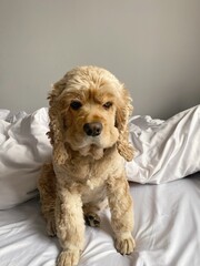 american cocker spaniel