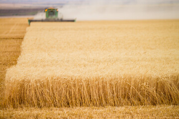 combine harvester working in the field. Shallow depth of field with harvester out of focus. 