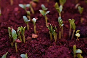 Seedlings and saplings in red soil