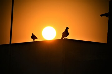 Silhouette of two birds during a sunrise