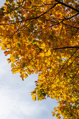 trees with orange foliage in the autumn season