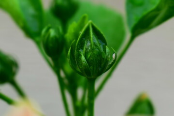 A leaf bud after a blissful rain