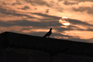 Silhouette of a bird during a sunset