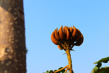 A dry brown flower 