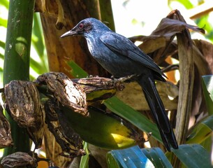 blackbird on a branch