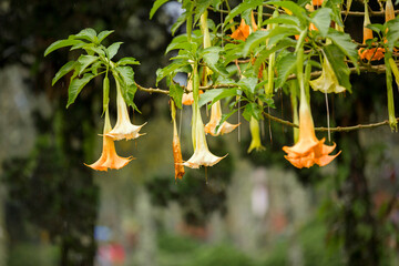 angel trumpe flower