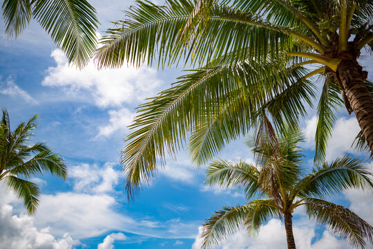 Palm tree over sky