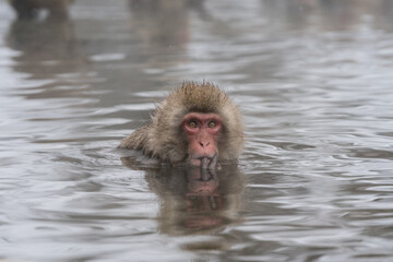 The Japanese macaque (Macaca fuscata)