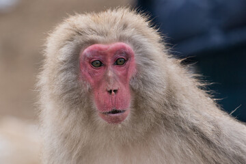 The Japanese macaque (Macaca fuscata)