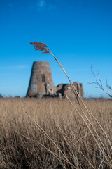 Focus on a single reed, with an out of focus St. Benet's Abbey in the background. These old ruins are a landmark in the Broads National Park at Ludham in Norfolk, UK