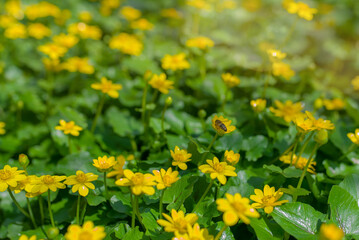 Ranunculus auricomus, spring time