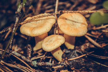mushrooms in the forest