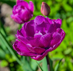 Floral landscape with burgundy tulip in the shape of peony during flowering with water drops on the petals.