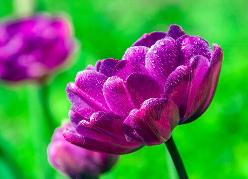 View of burgundy tulip in the shape of peony during flowering with water drops on the petals. - Powered by Adobe