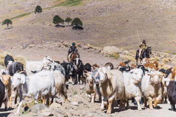 Gauchos herding animals (goats, cows and horses) in the Andes mountain range. Argentina