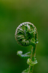 fresh fern grown in the forest in Slovakia