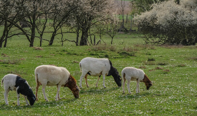 Obraz na płótnie Canvas Kleine Herde Schafe auf der Weide im Frühjahr