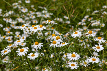 shrubs of white daisies in the summer