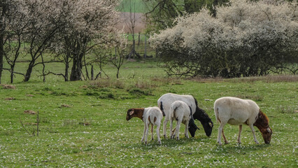 Plakat Kleine Herde Schafe auf der Weide im Frühjahr