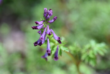 Fumewort (Corydalis insica) flowers.Papaveraceae toxic plants. It grows mainly in the shade of trees and blooms 2 cm long red-purple tubular flowers from March to April. 